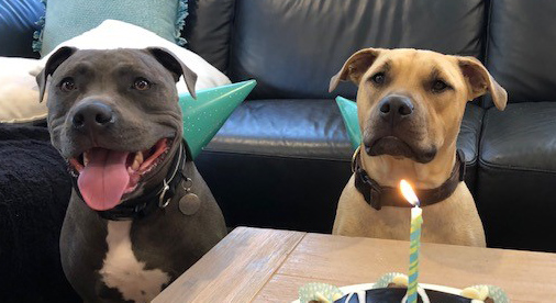 two happy dogs celebrating birthday