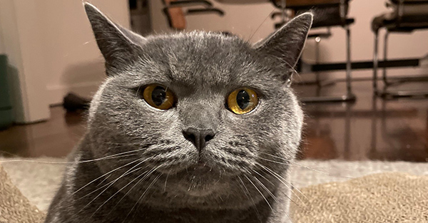 British Shorthair cat, the oldest natural English breed