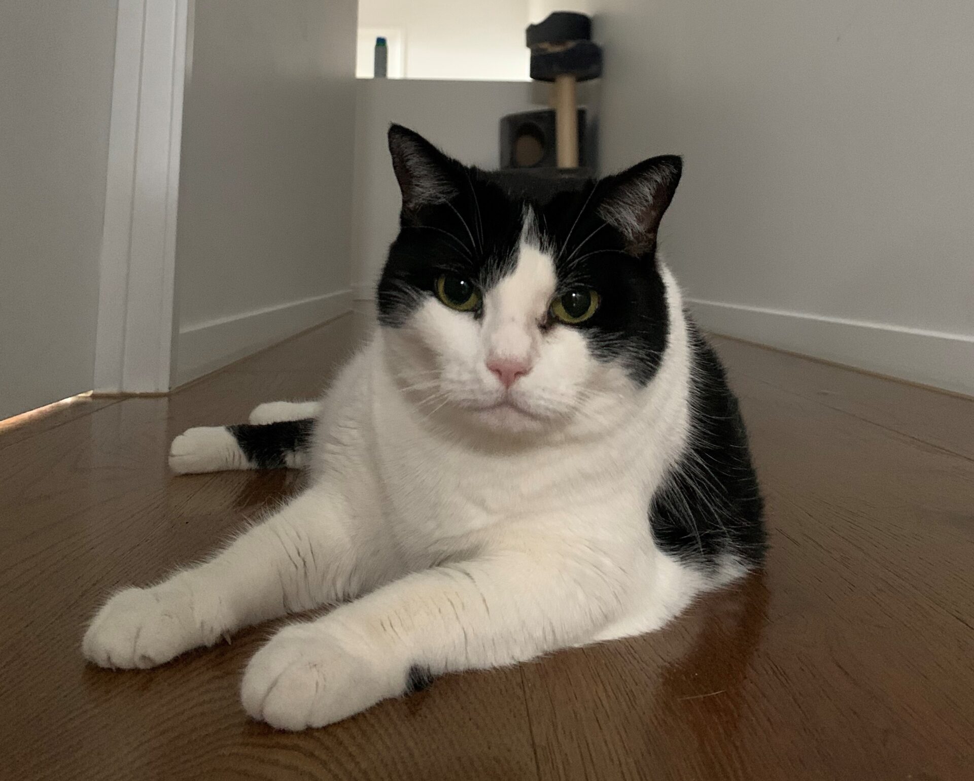 Lovely fluffy Oreo cat