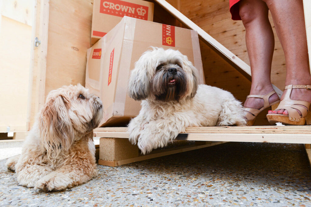 Moving with dogs