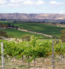South Australia - Vast green vineyard in Adelaide Hills