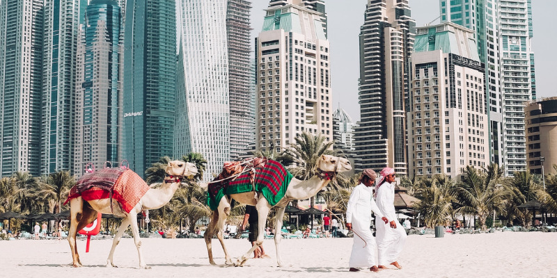 Dubai city Camels