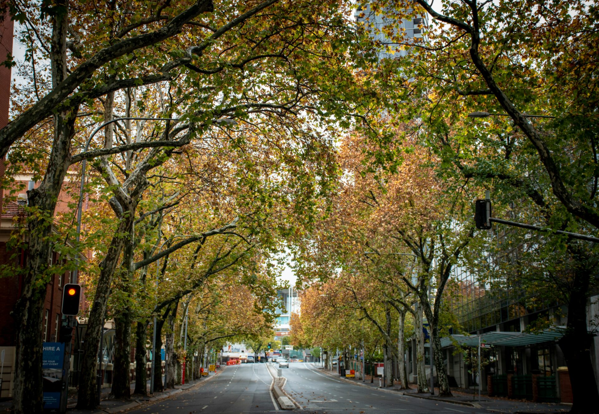 Gray concrete road winding through trees in Adelaide, South Australia