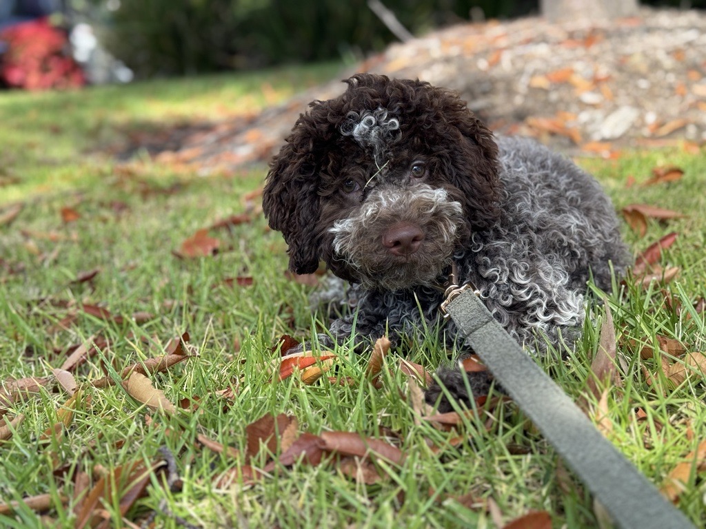 Puppy dog on a leash